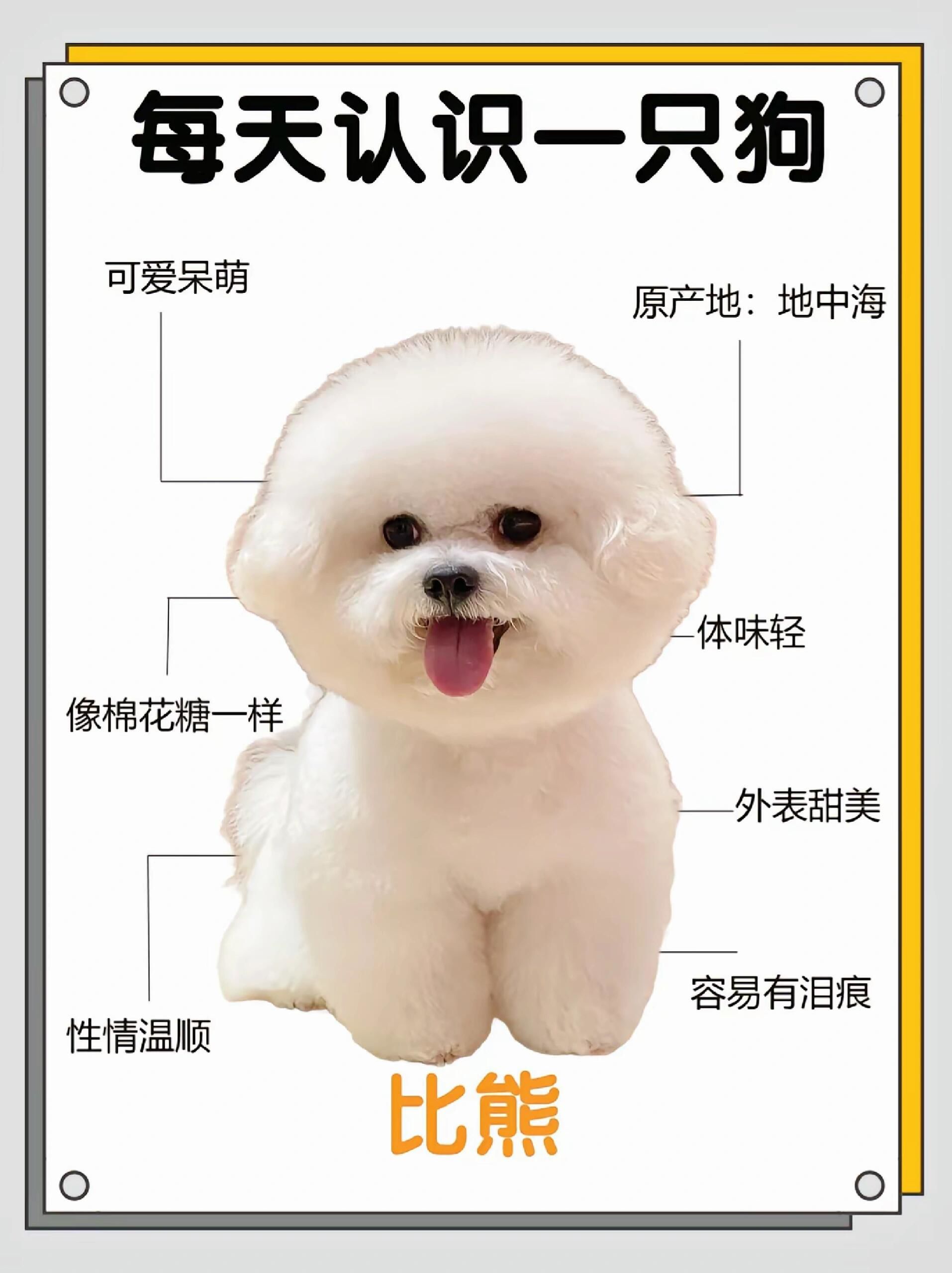 每天认识一只狗狗比熊犬