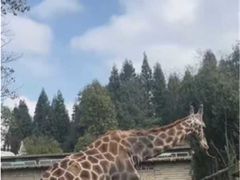 -贵州森林野生动物园
