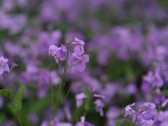 -白塘生态植物园