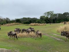 -奥兰多迪士尼动物王国乐园