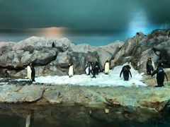 -新加坡飞禽公园
