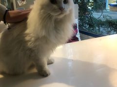 -Anne猫窝咖啡屋