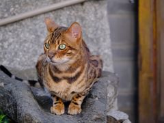 -喵屿·大理花园猫咖