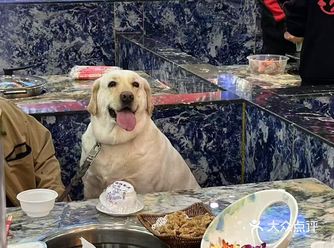 在日照毛孩子也能上桌的宝藏餐厅！