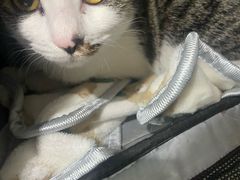 -艾贝尔宠物医院·24H转诊中心·肿瘤猫专科(江宁双龙店)