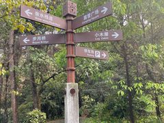 -铁山坪森林公园