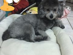 -美联众合动物医院·24h京西诊疗中心