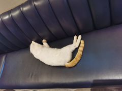 -星巴克臻选(思南公馆店)