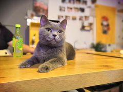 -平行世界·猫咖(首经贸店)