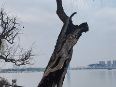 -无锡蠡湖国家湿地公园-蠡园