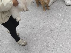 -四月宠物医院·猫专科·心脏专科·内科(转塘店)