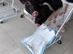 -怪兽屋·羊驼·猫咖·狗咖(俊华广场店)