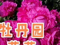 -盛世牡丹苑生态文化旅游区