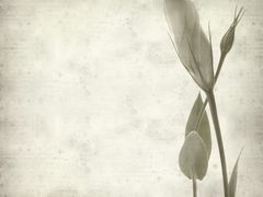 -济南国际园博园