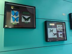 -上海昆虫博物馆