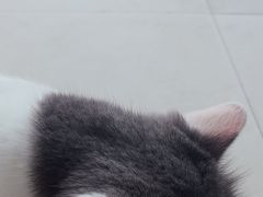 -怪兽屋·羊驼·猫咖·狗咖(俊华广场店)