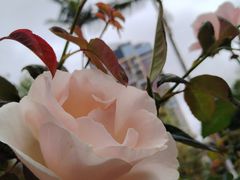 -人民公园(罗湖区)