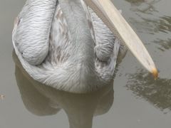 -上海野生动物园
