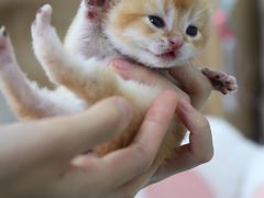 -lincat·猫舍(广州店)