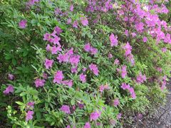 -广富林郊野公园