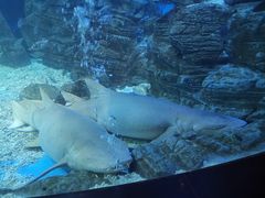 -烟台海昌鲸鲨海洋公园