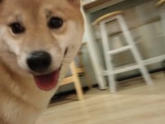 -南京Hallo宠物乐园·哈罗犬舍·柴犬繁育基地