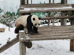 -西霞口神雕山野生动物世界
