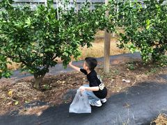 -前小桔亲子创意农场·草莓采摘·露营烧烤