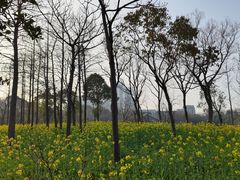 -上海吴淞炮台湾国家湿地公园