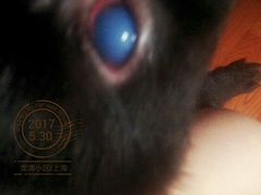 -爱侣宠医·鹦鹉专科·小型哺乳类·异宠专科(灵石路店)