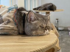 -楼上猫咖(罗湖店)