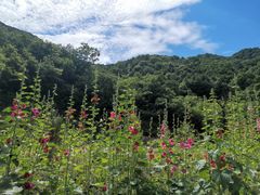 -牛背梁国家森林公园