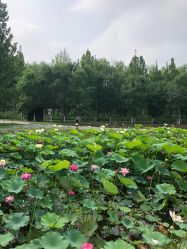 -汉石桥湿地童趣乐园