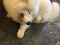 -more than meow吴止猫主题餐厅(承德 中船汇店)