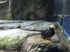 -大阪海游馆