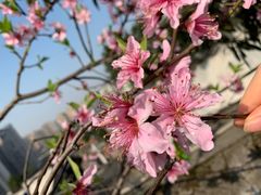 -重庆医科大学附属第一医院(本部)