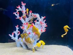-欢乐海岸海洋奇梦馆