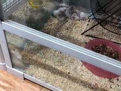 -狗道宠物(常熟印象城店)
