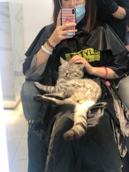 -飞梵造型