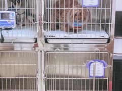 -瑞派雷欧宠物医院·24h夜诊·心脏骨科牙科·全科重症转诊中心(无影山店)