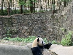 -都江堰中华大熊猫苑