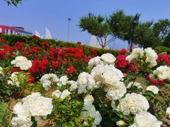 -东港音乐喷泉广场