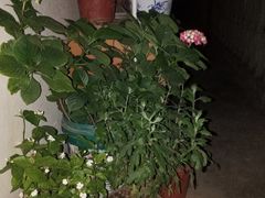 -皇冠幸福里动物奶油生日蛋糕(工业三路店)