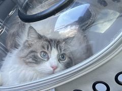 -关爱宠物医院·猫科中心·消化科(滨湖万达分院)