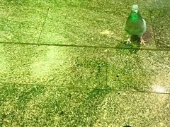 -谢列梅捷沃国际机场