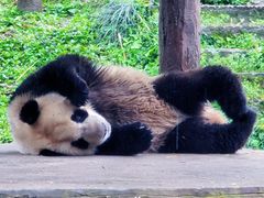 -中国大熊猫保护研究中心雅安碧峰峡基地