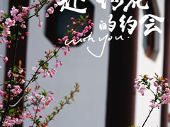 -梅花山(明孝陵内)