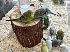 -怪兽屋·羊驼·猫咖·狗咖(俊华广场店)