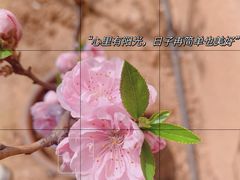 -顾村公园