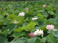 -荷塘月色湿地公园·向阳花洲